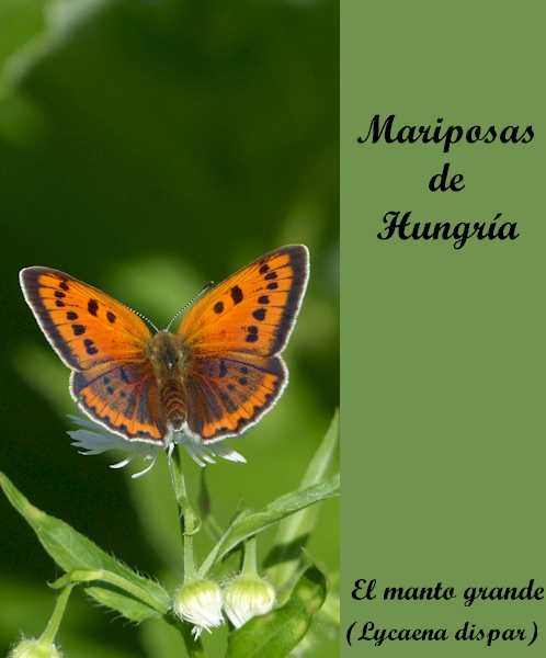 Mariposas de Hungría