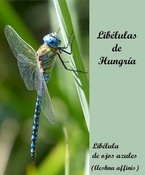 Libélulas de Hungría